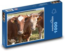 Hnědé krávy na pastvě Puzzle 1000 - 60x46 cm