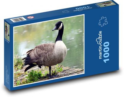 Husa u rybníka - puzzle 1000 dílků