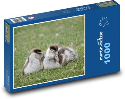 Gęsi śpiące w trawie - Puzzle 1000 elementów, rozmiar 60x46 cm