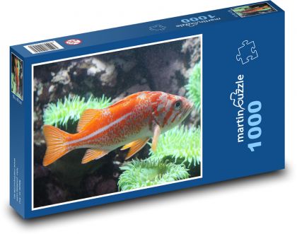 Ryby - Puzzle 1000 elementów, rozmiar 60x46 cm