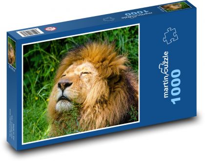 Lion African - Puzzle 1000 pieces, size 60x46 cm 