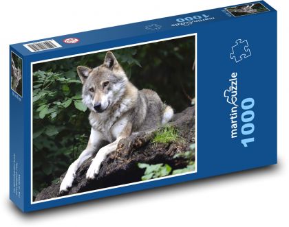 Wilk - zwierzę - Puzzle 1000 elementów, rozmiar 60x46 cm
