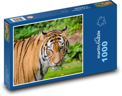 Bengálsky tiger v prírode - Puzzle 1000 dielikov, rozmer 60x46 cm