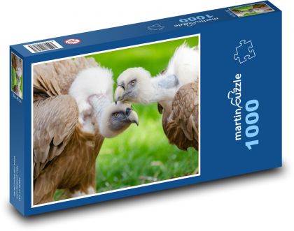 Bald vulture, juveniles - Puzzle 1000 pieces, size 60x46 cm 