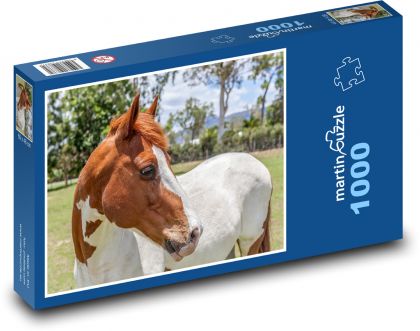 Spotted horse in the pasture, pinto - Puzzle 1000 pieces, size 60x46 cm 