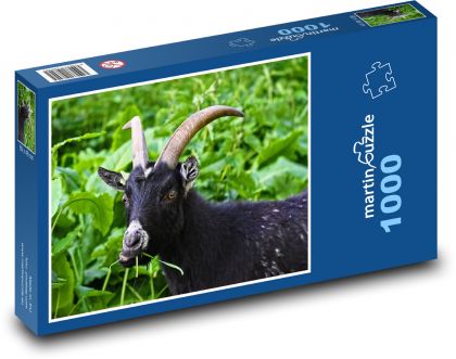 Černá koza s velkými rohy - puzzle 1000 dílků