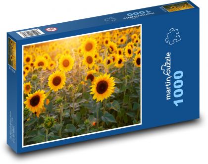 Slunečnicové pole - Puzzle 1000 dílků, rozměr 60x46 cm