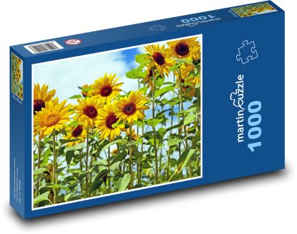 Slunečnicové pole - puzzle 1000 dílků
