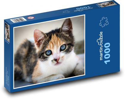 Kotě, kočka domácí - Puzzle 1000 dílků, rozměr 60x46 cm