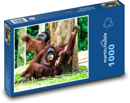Orang-Utan - Puzzle - 1000 Teile