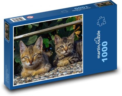 Kočky - Puzzle 1000 dílků, rozměr 60x46 cm