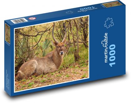 Safari - antilopa - Puzzle 1000 dílků, rozměr 60x46 cm