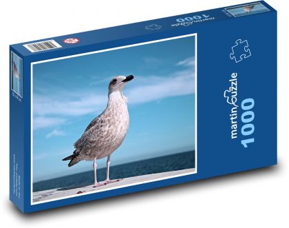 Racek bělohlavý - puzzle 1000 dílků