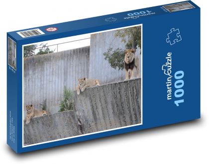 Zoo - lvi - Puzzle 1000 dílků, rozměr 60x46 cm