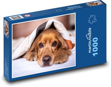 Anglický Kokeršpaniel - Puzzle 1000 dielikov, rozmer 60x46 cm