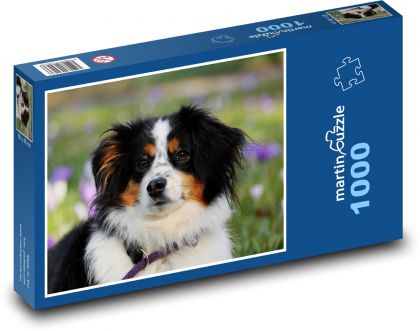 Owczarek australijski - Puzzle 1000 elementów, rozmiar 60x46 cm