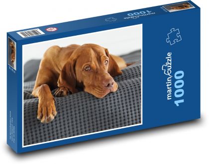 Wyżeł węgierski krótkowłosy - Puzzle 1000 elementów, rozmiar 60x46 cm