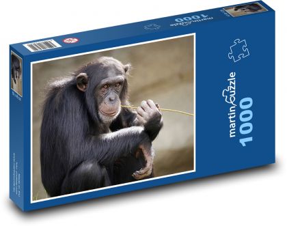 CHIMPANZEE - Puzzle 1000 pieces, size 60x46 cm 