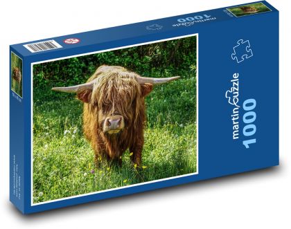 Skotský náhorní skot - Puzzle 1000 dílků, rozměr 60x46 cm