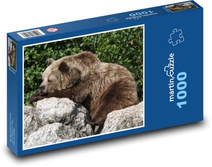 Zvíře - Medvěd hnědý - Puzzle 1000 dílků, rozměr 60x46 cm