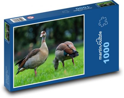 Vodní pták - kachna - Puzzle 1000 dílků, rozměr 60x46 cm