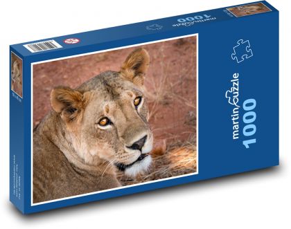 Lvice - Afrika, zvíře - Puzzle 1000 dílků, rozměr 60x46 cm