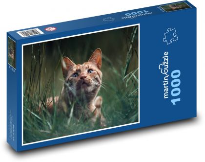 Kočka - zvíře, kocourek - Puzzle 1000 dílků, rozměr 60x46 cm