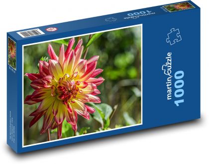 Jiřina - květina, podzim - Puzzle 1000 dílků, rozměr 60x46 cm
