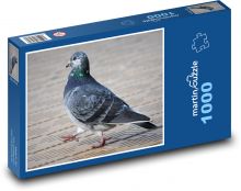 Holub - pták, zvíře Puzzle 1000 - 60x46 cm