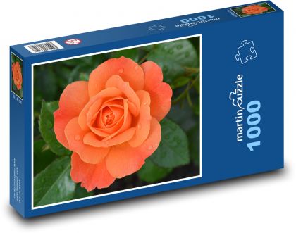 Rose - orange flower - Puzzle 1000 pieces, size 60x46 cm 