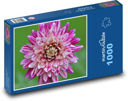 Dalia - kwiat, fiolet - Puzzle 1000 elementów, rozmiar 60x46 cm