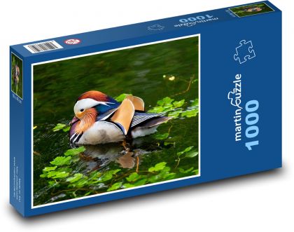 Kachna - vodní pták, zvíře - Puzzle 1000 dílků, rozměr 60x46 cm
