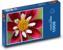 Dahlie - rot, Blume Puzzle 1000 Teile - 60 x 46 cm