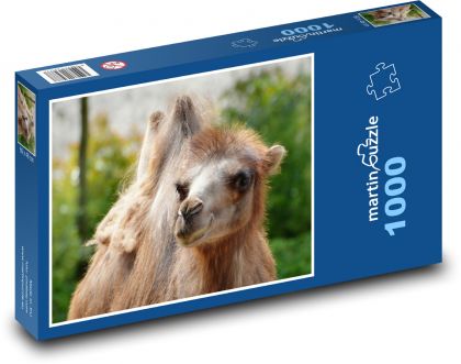 Camel - animal, mammal - Puzzle 1000 pieces, size 60x46 cm 