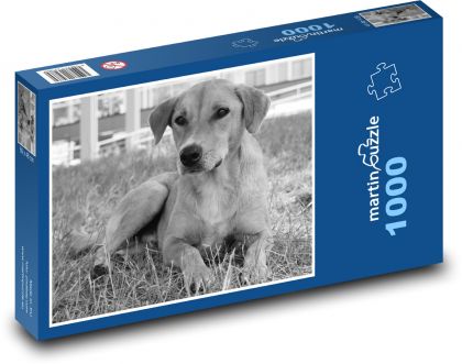 Dog - mammal, animal - Puzzle 1000 pieces, size 60x46 cm 