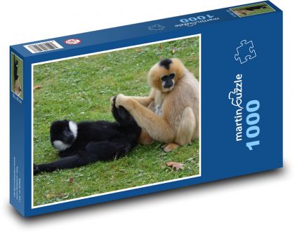 Opice - gibon, zvíře - Puzzle 1000 dílků, rozměr 60x46 cm