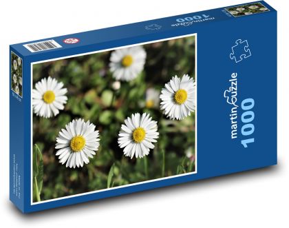 Sedmikráska - květ, bílá - Puzzle 1000 dílků, rozměr 60x46 cm