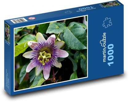 Mučenka - fialový kvet - Puzzle 1000 dielikov, rozmer 60x46 cm