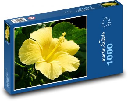 Ibišek - žlutý květ - Puzzle 1000 dílků, rozměr 60x46 cm