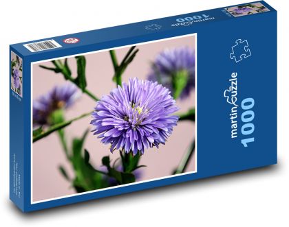 Astra - květ, lístky - Puzzle 1000 dílků, rozměr 60x46 cm