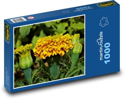 Kvetina - americký nechtík - Puzzle 1000 dielikov, rozmer 60x46 cm