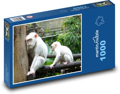 Biele opice v zoo - Puzzle 1000 dielikov, rozmer 60x46 cm