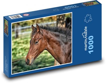 Kůň - hříbě, zvíře - Puzzle 1000 dílků, rozměr 60x46 cm