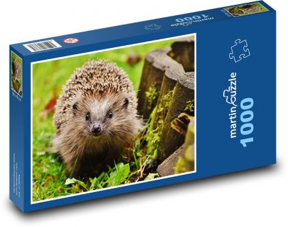 Igel am Zaun - Puzzle - 1000 Teile