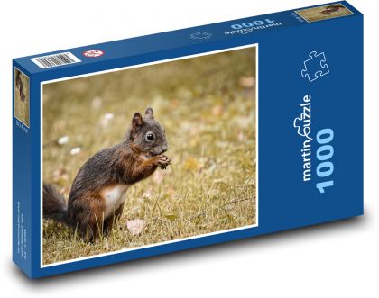 Squirrel - rodent, animal - Puzzle 1000 pieces, size 60x46 cm 