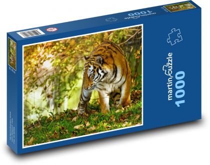 Tygr - dravec, kočka - Puzzle 1000 dílků, rozměr 60x46 cm