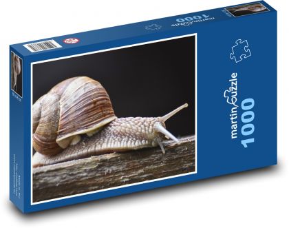 Snail - snail, conch - Puzzle 1000 pieces, size 60x46 cm 