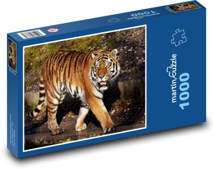 Tygr - velká kočka, zvíře - Puzzle 1000 dílků, rozměr 60x46 cm