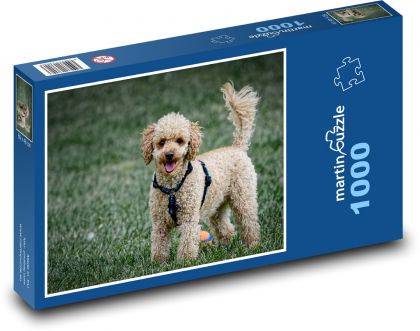 Pudl - pes, domácí - Puzzle 1000 dílků, rozměr 60x46 cm