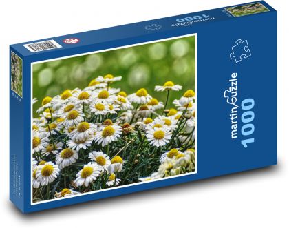 Sedmikrásky - květ, zahrada - Puzzle 1000 dílků, rozměr 60x46 cm
